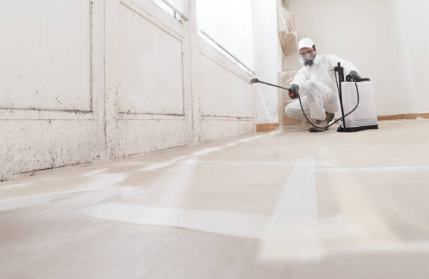 Black mold remediation team in Rolling Meadows